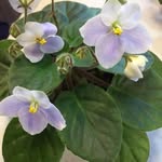 Jane Rowland - @janerowland4 - Instagram