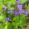 Jane Rowlands - @jane.rowlands7 - TikTok