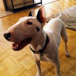 Jane Schauer - @asmina_the_bright_bullterrier - Instagram