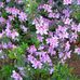 Jane Scholl - Facebook