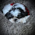 Jane Schumacher - @jsbadger - Instagram