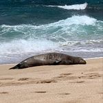 Jane Schumacher - @drjaneonmaui - Instagram