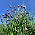 Jane Sheetz - @northern.exposure.gardening - Instagram