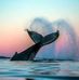 Janet Sheetz - Facebook