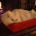 Jane Chisholm Shumaker - Facebook