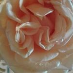 Jane Snook - @jane.snook - Instagram
