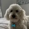 JANE - @janespringer - TikTok