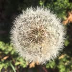 Jane Springer - @jane_springer - Instagram