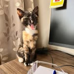 Jane Springer - @janespringer644 - Instagram
