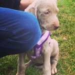 Penny Jane Standen - @silver_standen - Instagram
