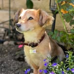 Sarah-Jane Staton - @itsmickeytherescue - Instagram
