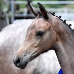 Jane Storey - @haras_de_l.ermitage_ - Instagram