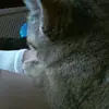 Janet Stump - @kittykittencat34 - TikTok
