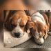 Jane Thomson - Facebook