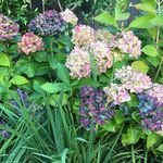 Jane Thomson - @janethomsondesign - Instagram