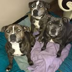 Jane Trotman - @3staffies_theduchess - Instagram