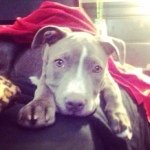 Jane.Trujillo - @jane.the.pitbull.queen - Instagram