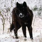 Jane Vaillancourt - @lunar_wolf13 - Instagram