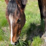 Jane Vaillancourt - @moosetrailfarm - Instagram