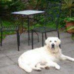 Jane Vernon - @woofandwhiskers - Instagram