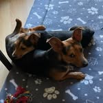 Jane 'Smee' Vogt - @thor_and_loki_vogt - Instagram