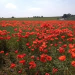 Jane Wales - @jane_wales62 - Instagram