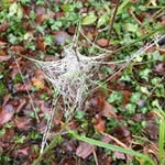 Jane Webb - @janewebbclapham - Instagram