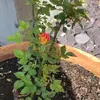 Jane Webb - @jane.webb8 - TikTok