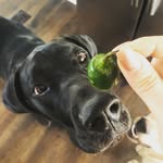 Willow Jane Wesner - @willowjane_the_greatdane - Instagram