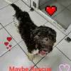 JAB Kennels - @janewestervelt8 - TikTok