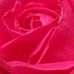 Jane Wetzel - Facebook