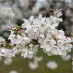 Jane Yue - @jane.yue.50 - Instagram
