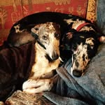 Jane Harris - @jane_l_harris - Instagram