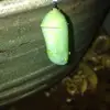 Janell Perry - @janell.perry1 - TikTok