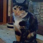 Janet Weaver - @purrfectdayz - Instagram