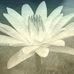 Janell Davidson - Facebook