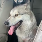 Janell Mitchell - @riverthehuskyaz - Instagram