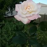 Janelle Young - @janelle.young.547ydkh_otpg - Instagram