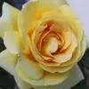 janellemackey799 - @janellemackey799 - TikTok