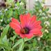 Janelle Mayes-Tomoson - Facebook