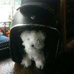 Janelle Wright - @francisco_the_traveling_pooch - Instagram