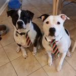 Janene Brown - @pittiepridejanene - Instagram