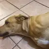 janessa scott - @nessa0525 - TikTok