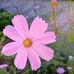 Janeta Mick - Facebook