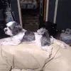 Janet Angles - @janetangles0 - TikTok
