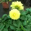 Janet Angulo - @user29731244 - TikTok