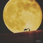 janet beeler - @happynlife17 - Instagram