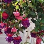 Janet Behrens - @behrens1956 - Instagram