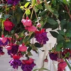 Janet Behrens - Facebook