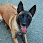 Janet_berger_belge_malinois - @janet_berger_belge_malinois - Instagram